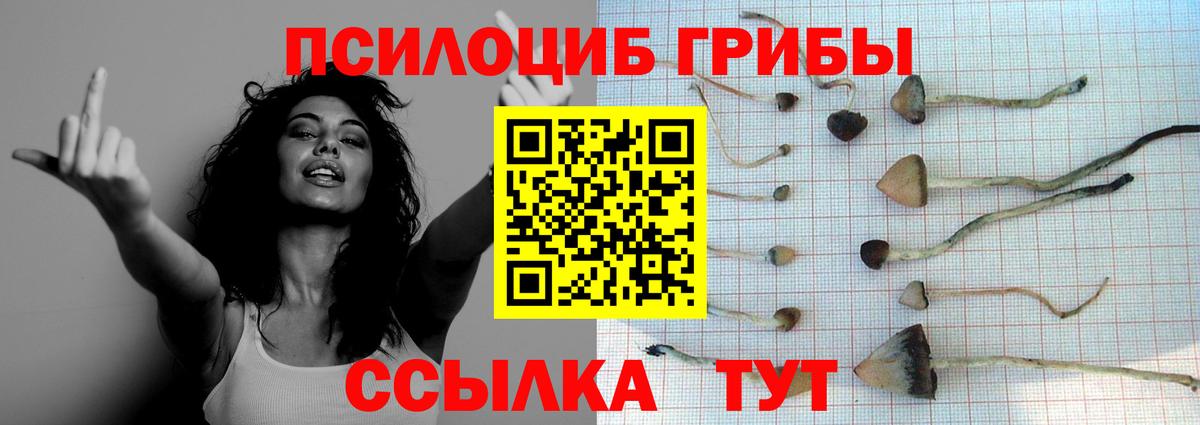 Псилоцибиновые грибы Cubensis Верхний Уфалей
